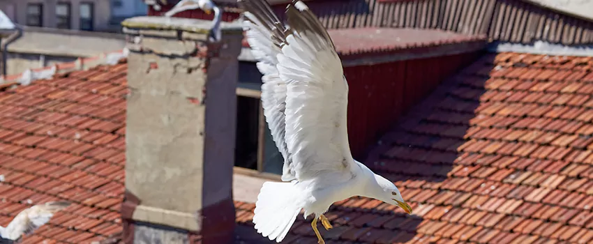 Residential Chimney Animal Removal Solution in Roseville, MN