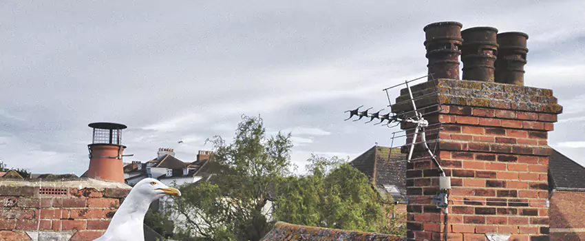 Chimney Cleaning And Restoration in Roseville, Minnesota